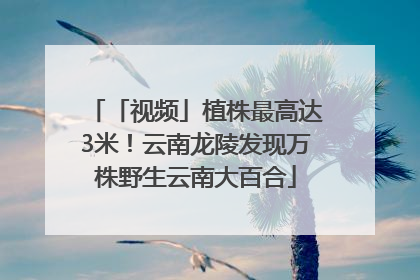 「视频」植株最高达3米！云南龙陵发现万株野生云南大百合