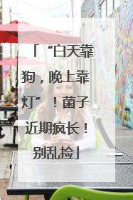 “白天靠狗，晚上靠灯”！菌子近期疯长！别乱捡