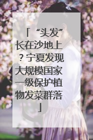 “头发”长在沙地上？宁夏发现大规模国家一级保护植物发菜群落