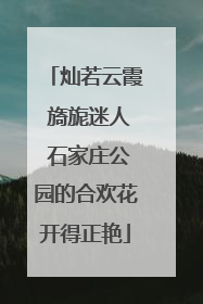 灿若云霞 旖旎迷人 石家庄公园的合欢花开得正艳