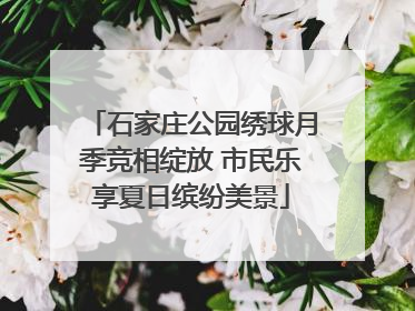 石家庄公园绣球月季竞相绽放 市民乐享夏日缤纷美景