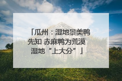 瓜州：湿地景美鸭先知 赤麻鸭为荒漠湿地“上大分”