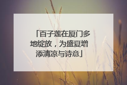百子莲在厦门多地绽放，为盛夏增添清凉与诗意
