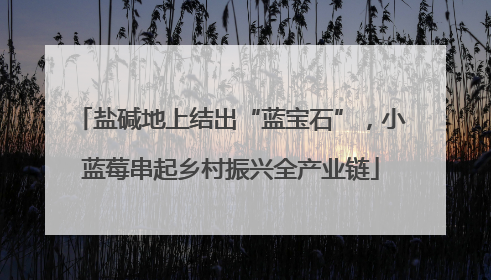 盐碱地上结出“蓝宝石”，小蓝莓串起乡村振兴全产业链