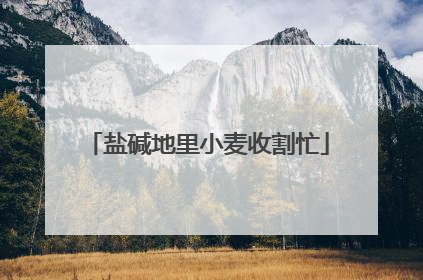 盐碱地里小麦收割忙