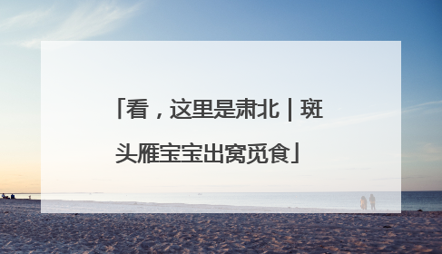看，这里是肃北｜斑头雁宝宝出窝觅食