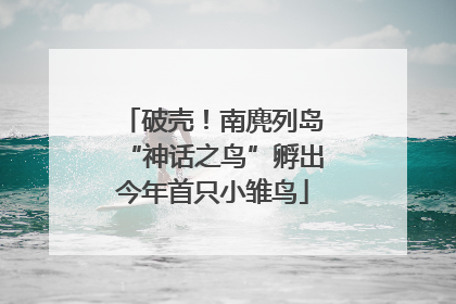 破壳！南麂列岛“神话之鸟”孵出今年首只小雏鸟