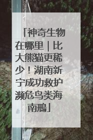 神奇生物在哪里｜比大熊猫更稀少！湖南新宁成功救护濒危鸟类海南鳽