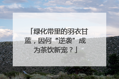 绿化带里的羽衣甘蓝，因何“逆袭”成为茶饮新宠？