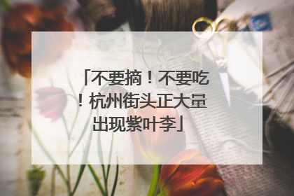 不要摘！不要吃！杭州街头正大量出现紫叶李