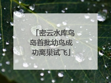 密云水库鸟岛首批幼鸟成功离巢试飞
