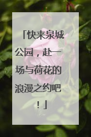 快来泉城公园，赴一场与荷花的浪漫之约吧！