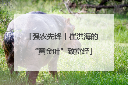 强农先锋丨崔洪海的“黄金叶”致富经