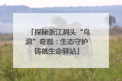 探秘浙江洞头“鸟浪”奇观：生态守护铸就生命驿站