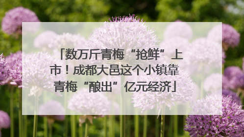 数万斤青梅“抢鲜”上市！成都大邑这个小镇靠青梅“酿出”亿元经济