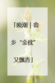 晚潮｜畲乡“金枕”又飘香