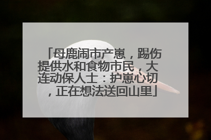 母鹿闹市产崽，踢伤提供水和食物市民，大连动保人士：护崽心切，正在想法送回山里