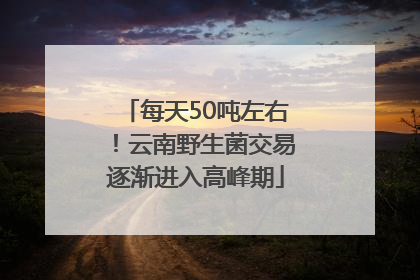 每天50吨左右！云南野生菌交易逐渐进入高峰期