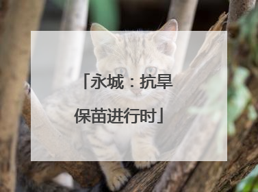 永城：抗旱保苗进行时