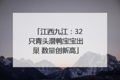 江西九江：32只青头潜鸭宝宝出巢 数量创新高