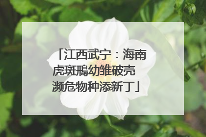 江西武宁：海南虎斑鳽幼雏破壳 濒危物种添新丁