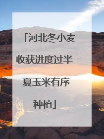 河北冬小麦收获进度过半 夏玉米有序种植