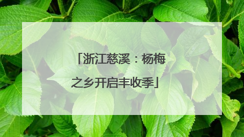 浙江慈溪：杨梅之乡开启丰收季