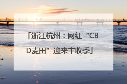 浙江杭州：网红“CBD麦田”迎来丰收季