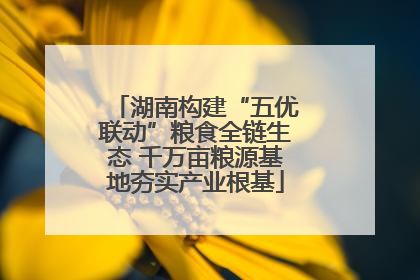 湖南构建“五优联动”粮食全链生态 千万亩粮源基地夯实产业根基