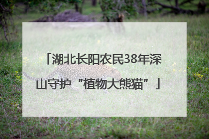 湖北长阳农民38年深山守护“植物大熊猫”