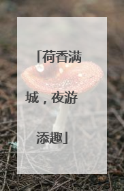 荷香满城，夜游添趣