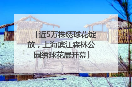 近5万株绣球花绽放，上海滨江森林公园绣球花展开幕