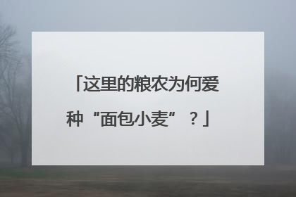 这里的粮农为何爱种“面包小麦”？