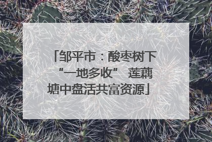 邹平市：酸枣树下“一地多收” 莲藕塘中盘活共富资源