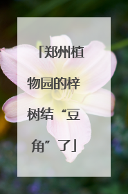 郑州植物园的梓树结“豆角”了