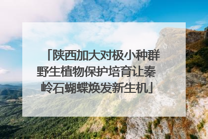 陕西加大对极小种群野生植物保护培育让秦岭石蝴蝶焕发新生机
