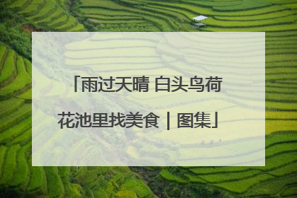 雨过天晴 白头鸟荷花池里找美食｜图集