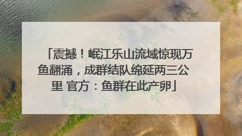 震撼！岷江乐山流域惊现万鱼翻涌，成群结队绵延两三公里 官方：鱼群在此产卵