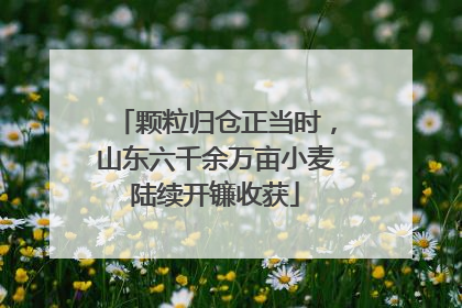 颗粒归仓正当时，山东六千余万亩小麦陆续开镰收获