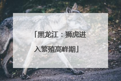 黑龙江：狮虎进入繁殖高峰期