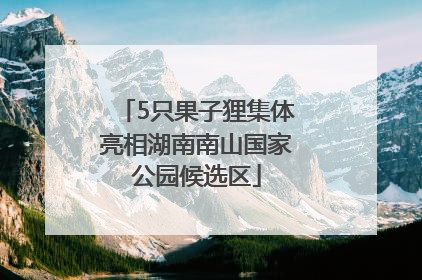 5只果子狸集体亮相湖南南山国家公园候选区